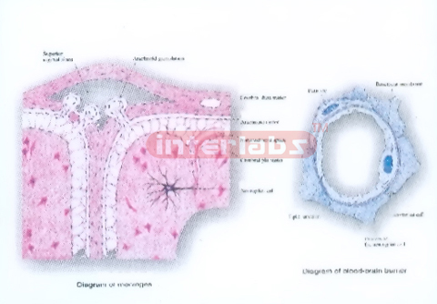 HUMAN MODEL SHOWING THE FORMATION OF SYNAPTIC VESICLE AND AXONAL TRANSPORT